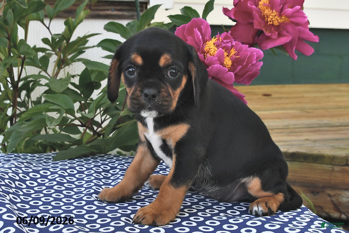Mixed Breed dogs Sage - Ad 2
