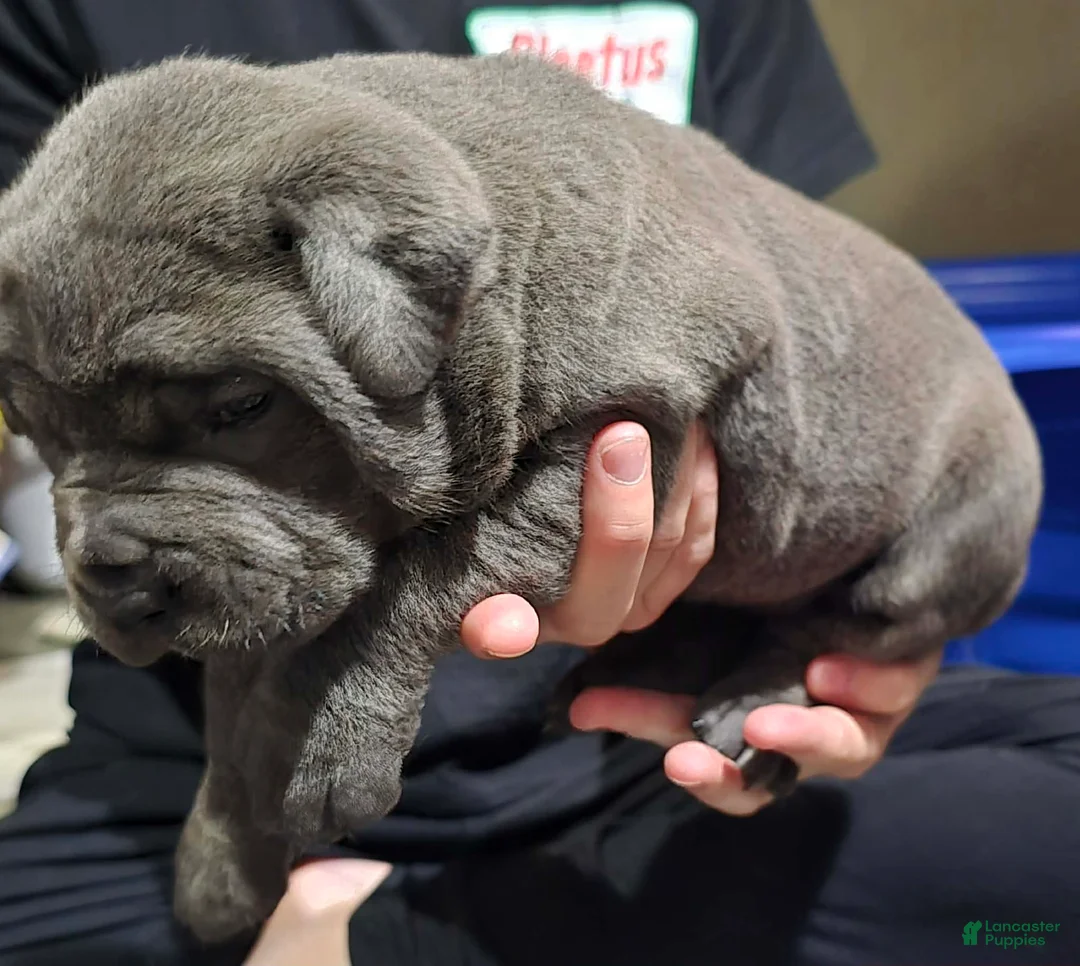 Cane Corso dogs for sale: Sophie - Ad 2