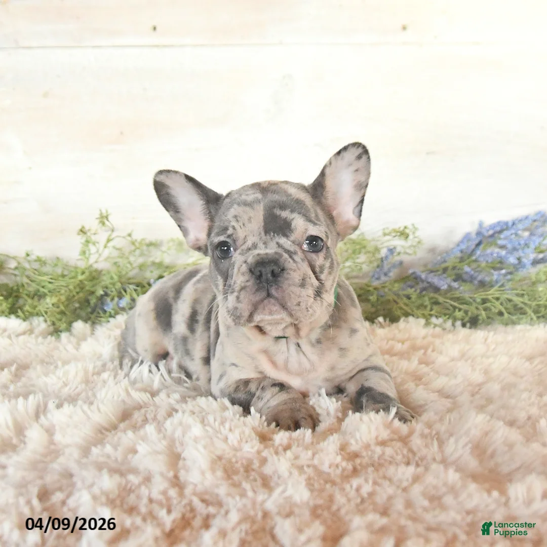 French Bulldog dogs for sale: Sky - Ad 2