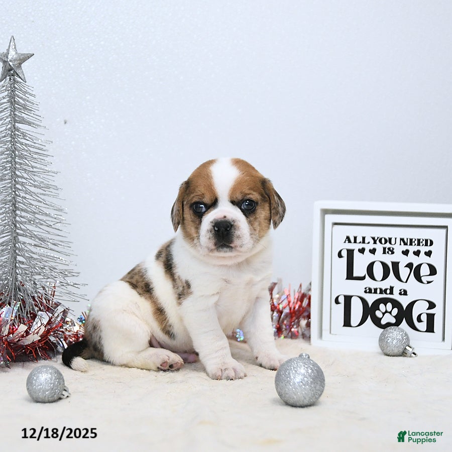 Puggle dogs Gizmo - Ad 8