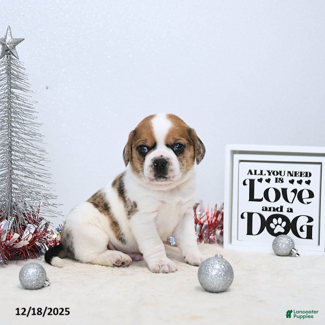 Puggle dogs for sale: Gizmo - Ad 1