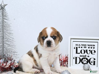 Puggle dogs Gizmo - Ad 7