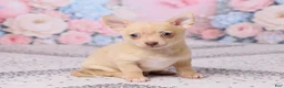 Chihuahua dogs for sale: Freddy - Ad 3