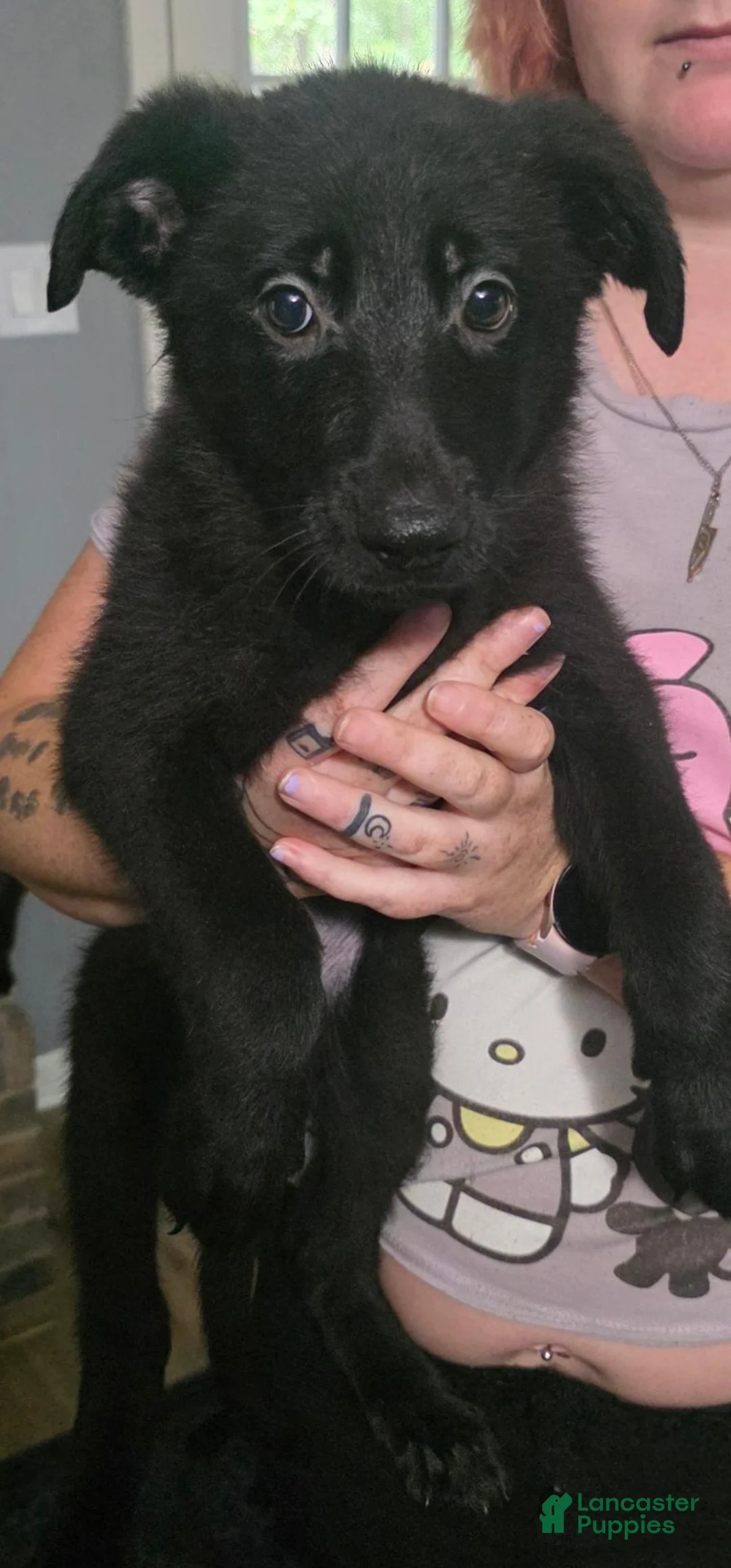 German Shepherd dogs for sale: German Shepherd 3 - Ad 2