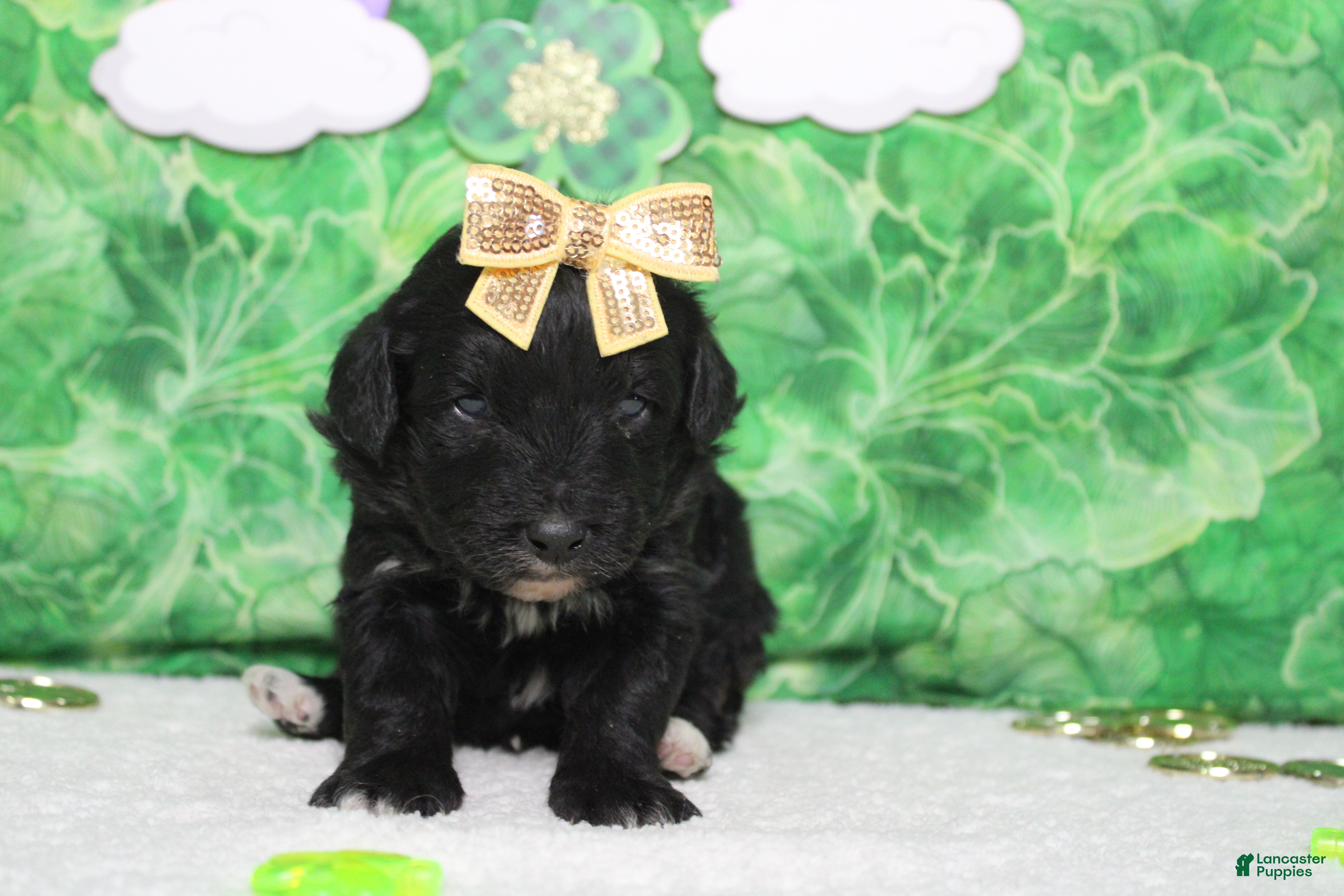 Mixed Breed dogs Precious - Ad 8