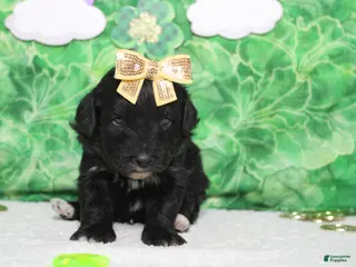 Mixed Breed dogs Precious - Ad 8