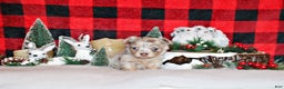Chihuahua dogs for sale: Tuscany - Ad 1