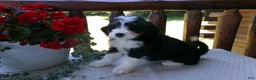 Mini Bernedoodle dogs for sale: Butter Cup - Ad 9