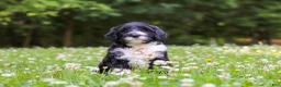 Portuguese Water Dog dogs for sale: Beau - Ad 1