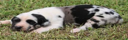 Great Dane dogs for sale: Great Dane 1 - Ad 5