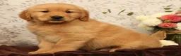 Golden Retriever dogs for sale: Hank - Ad 6