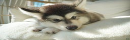 Alaskan Malamute dogs for sale: Dong Dong - Ad 7