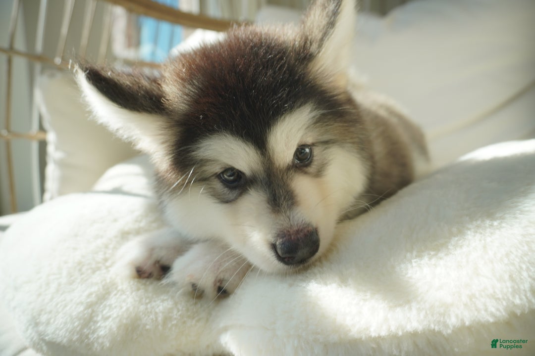 Alaskan Malamute dogs for sale: Dong Dong - Ad 7