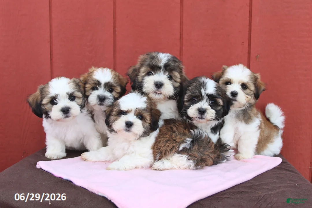 Malshi dogs for sale: Skip  - Ad 2
