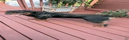 Rottweiler dogs for sale: Sassy - Ad 4