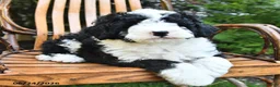 Mini Bernedoodle dogs for sale: Max - Ad 3