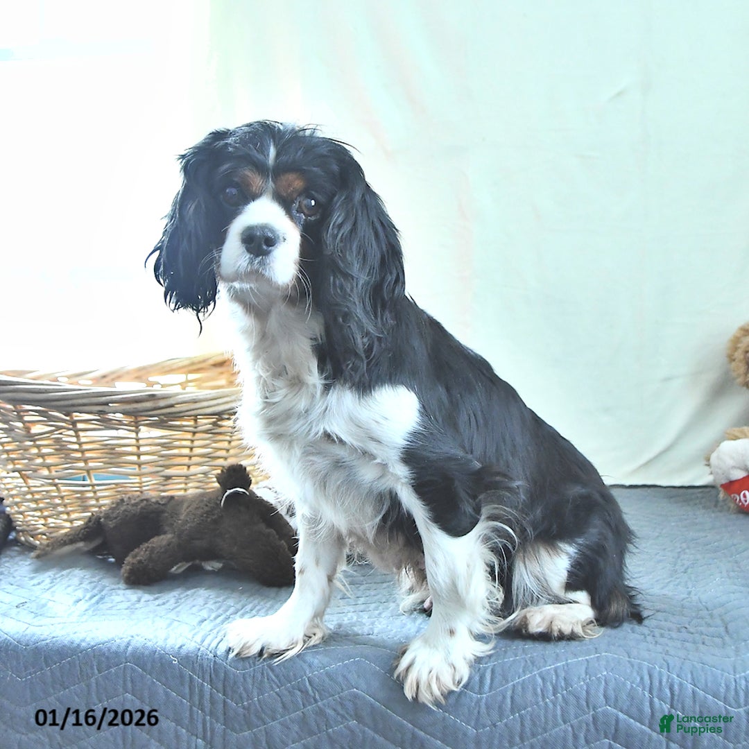 Cavapoo dogs for sale: Gina - Ad 6