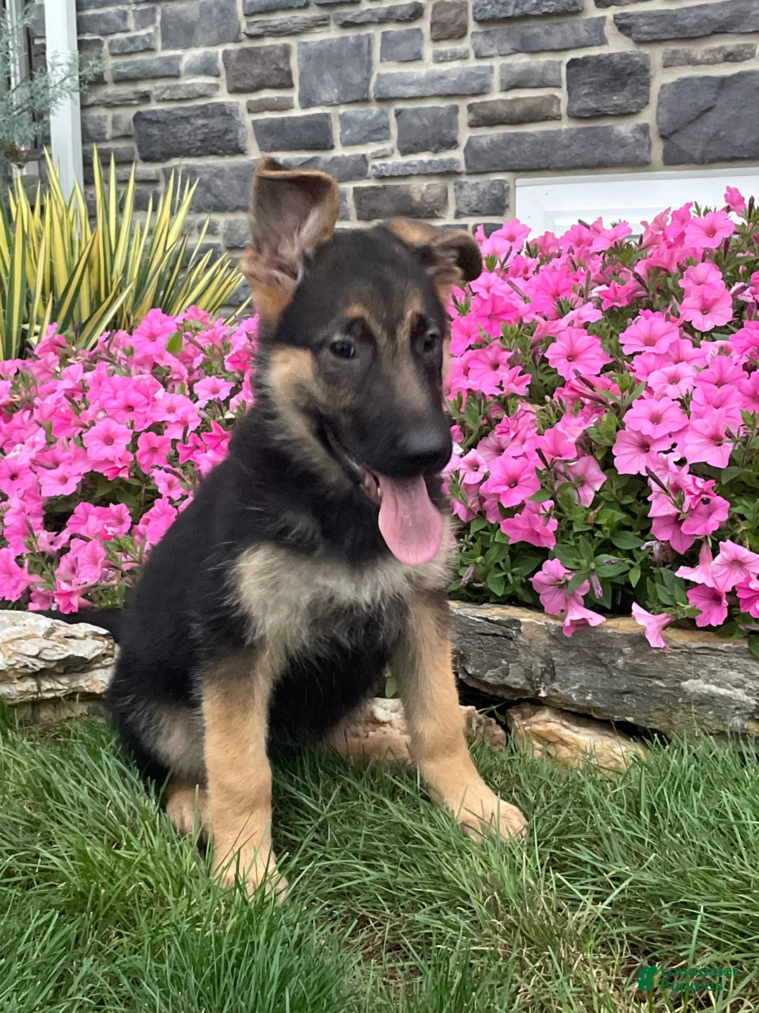 German Shepherd dogs for sale: Katrina - Ad 1