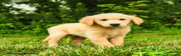 Golden Retriever dogs for sale: Milford - Ad 5