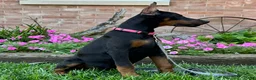 Doberman Pinscher dogs for sale: Zelda - Ad 4
