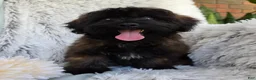 Shihpoo dogs for sale: Skyler - Ad 7