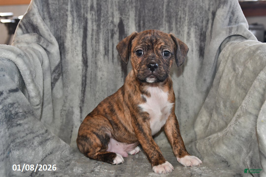 Mixed Breed dogs for sale: Rambo - Ad 1