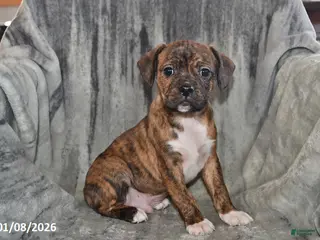 Mixed Breed dogs Rambo - Ad 39