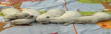 Girl 4