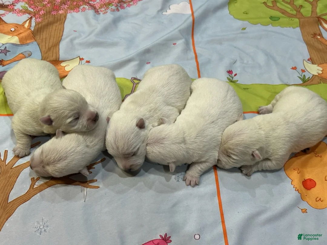 West Highland Terrier dogs for sale: Girl 4 - Ad 1