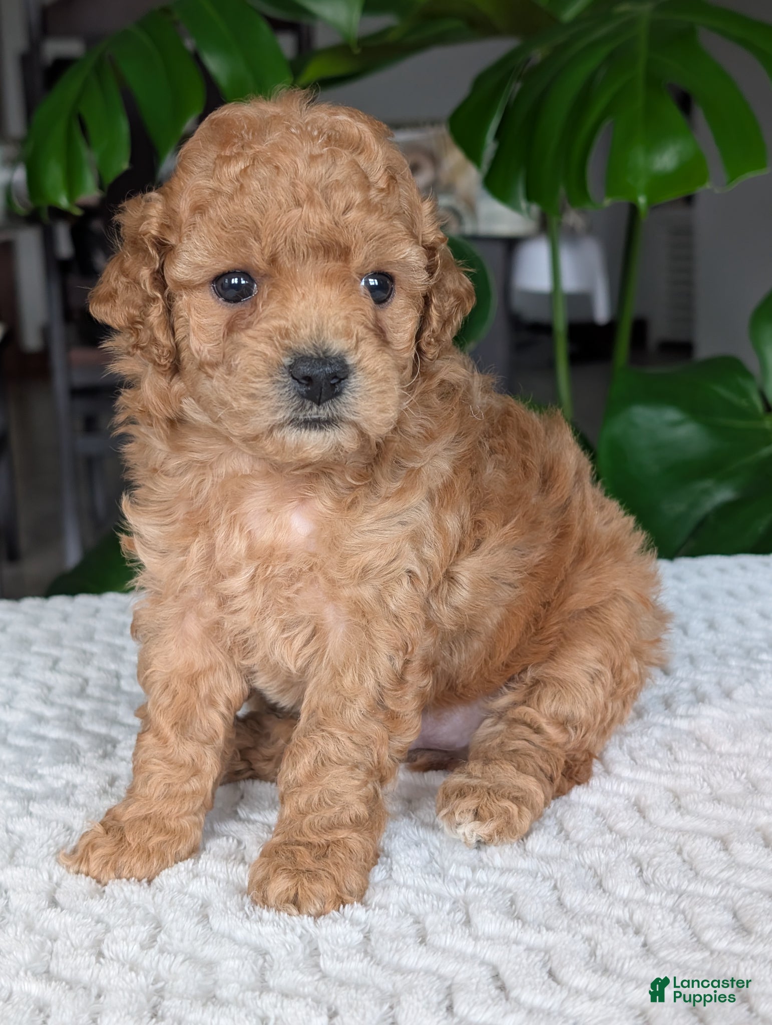 Bichpoo dogs Darla - Ad 2