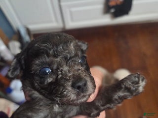 Toy Poodle dogs - Ad 30