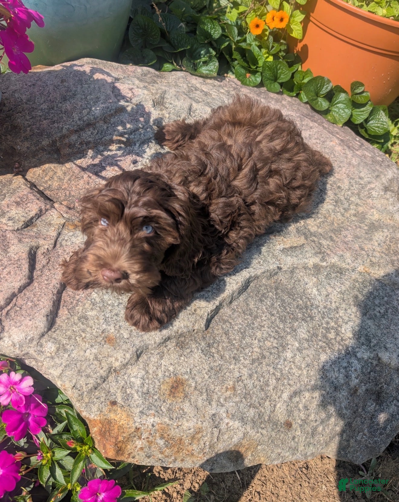 Labradoodle dogs Labradoodle 1 - Ad 2