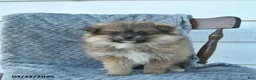 Pomeranian dogs for sale: Gimli  - Ad 4