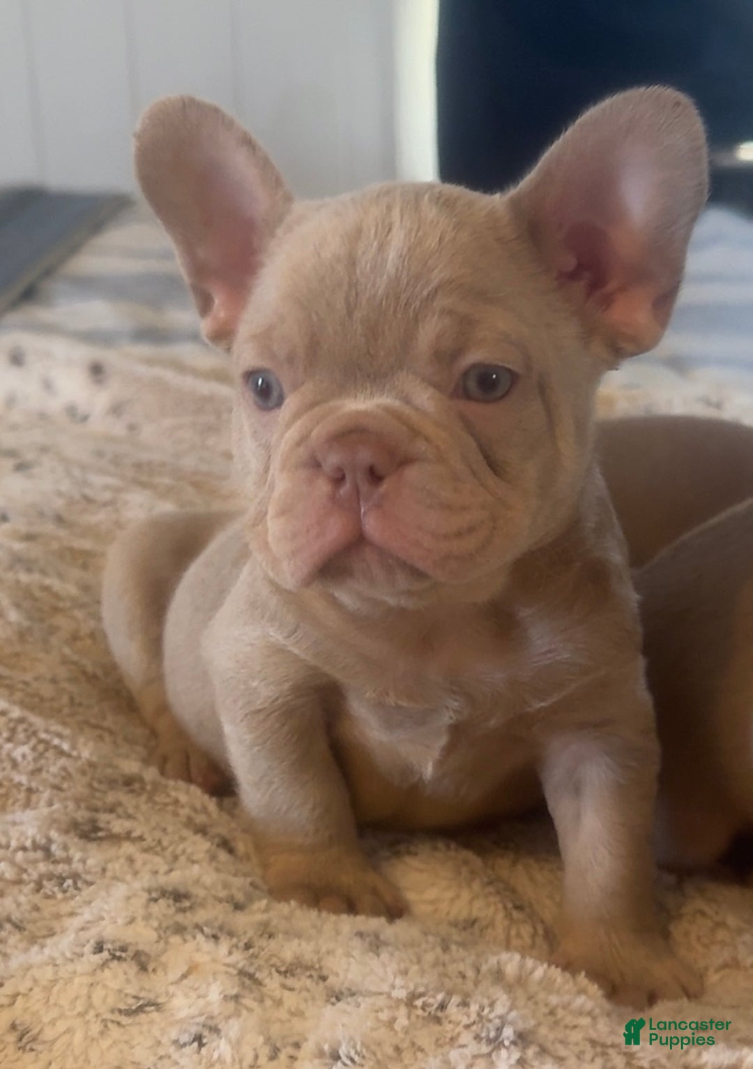 French Bulldog dogs for sale: French Bulldog Puppy 3 - Ad 3