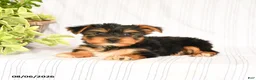 Yorkshire Terrier dogs for sale: Dustin - Ad 3