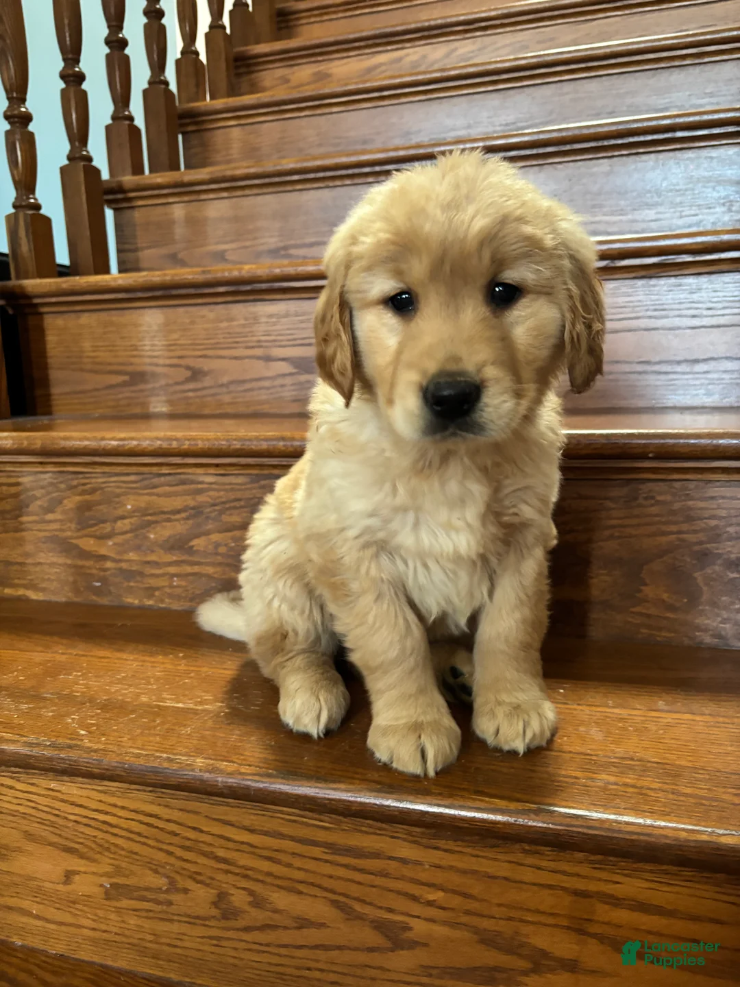 Golden Retriever dogs for sale: Pink - Ad 1