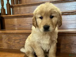 Golden Retriever dogs Pink - Ad 2