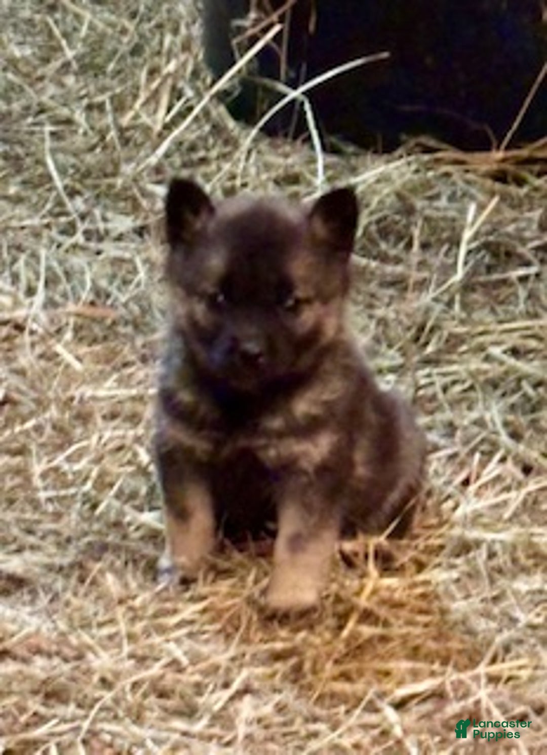 Norwegian Elkhound dogs for sale: Baby Girl - Ad 5