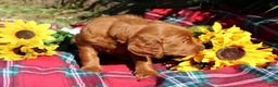Mixed Breed dogs for sale: Rocky - Irish Goldendoodle  - Ad 21