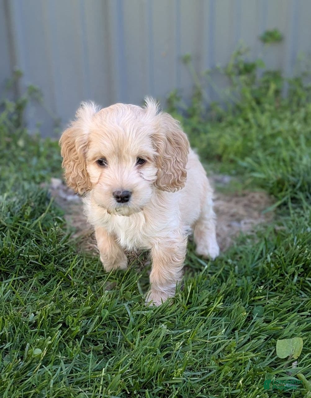 Cockapoo dogs Archie - Ad 1