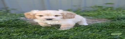 Cockapoo dogs for sale: Archie - Ad 4