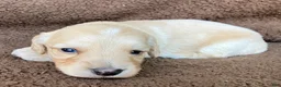 Miniature Dachshund dogs for sale: BROWNIE THE TOUCHDOWN SUPERSTAR - Ad 2