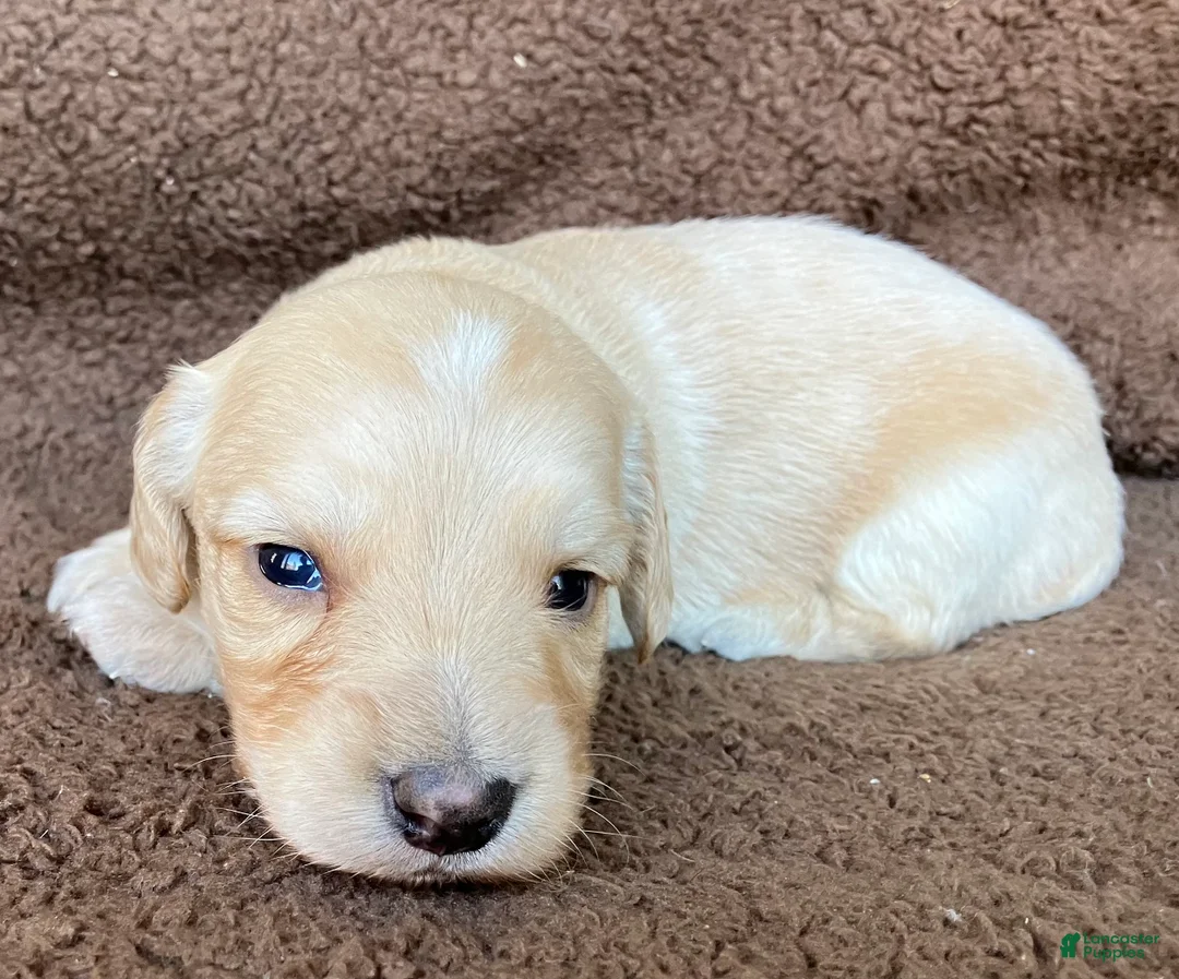 Miniature Dachshund dogs for sale: BROWNIE THE TOUCHDOWN SUPERSTAR - Ad 2