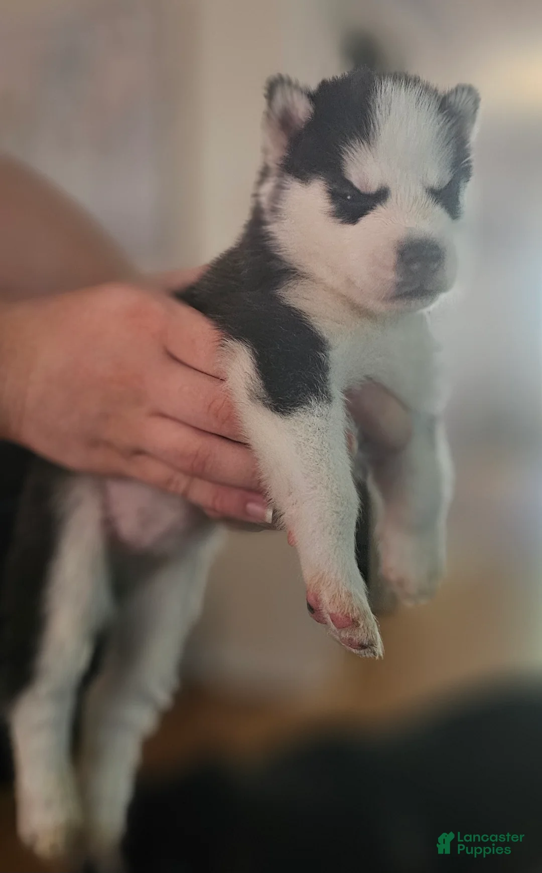 Siberian Husky dogs for sale: Bandit - Ad 2