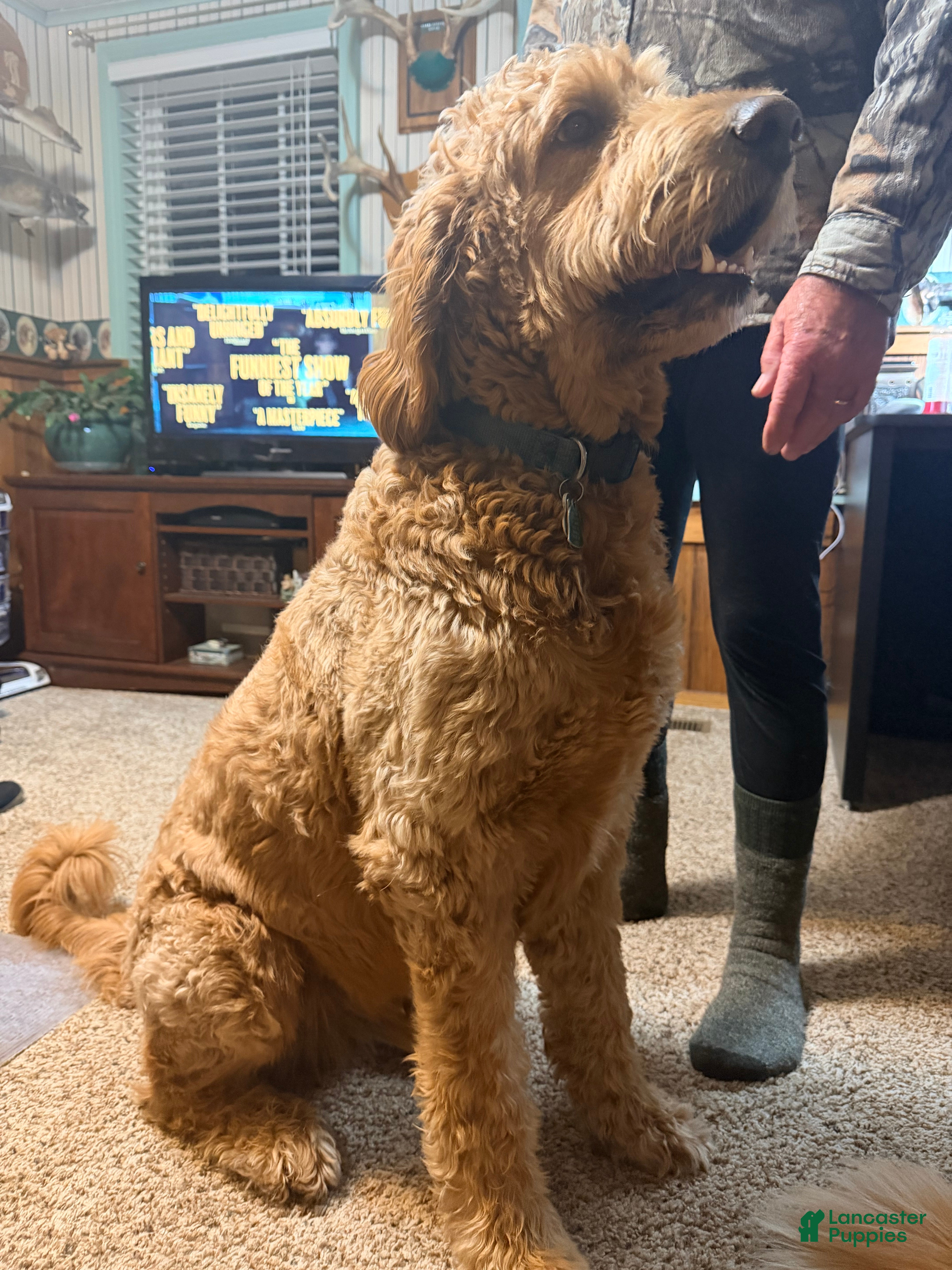 Goldendoodle dogs Finnegan - Ad 4