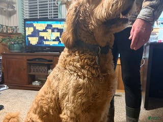 Goldendoodle dogs Finnegan - Ad 1
