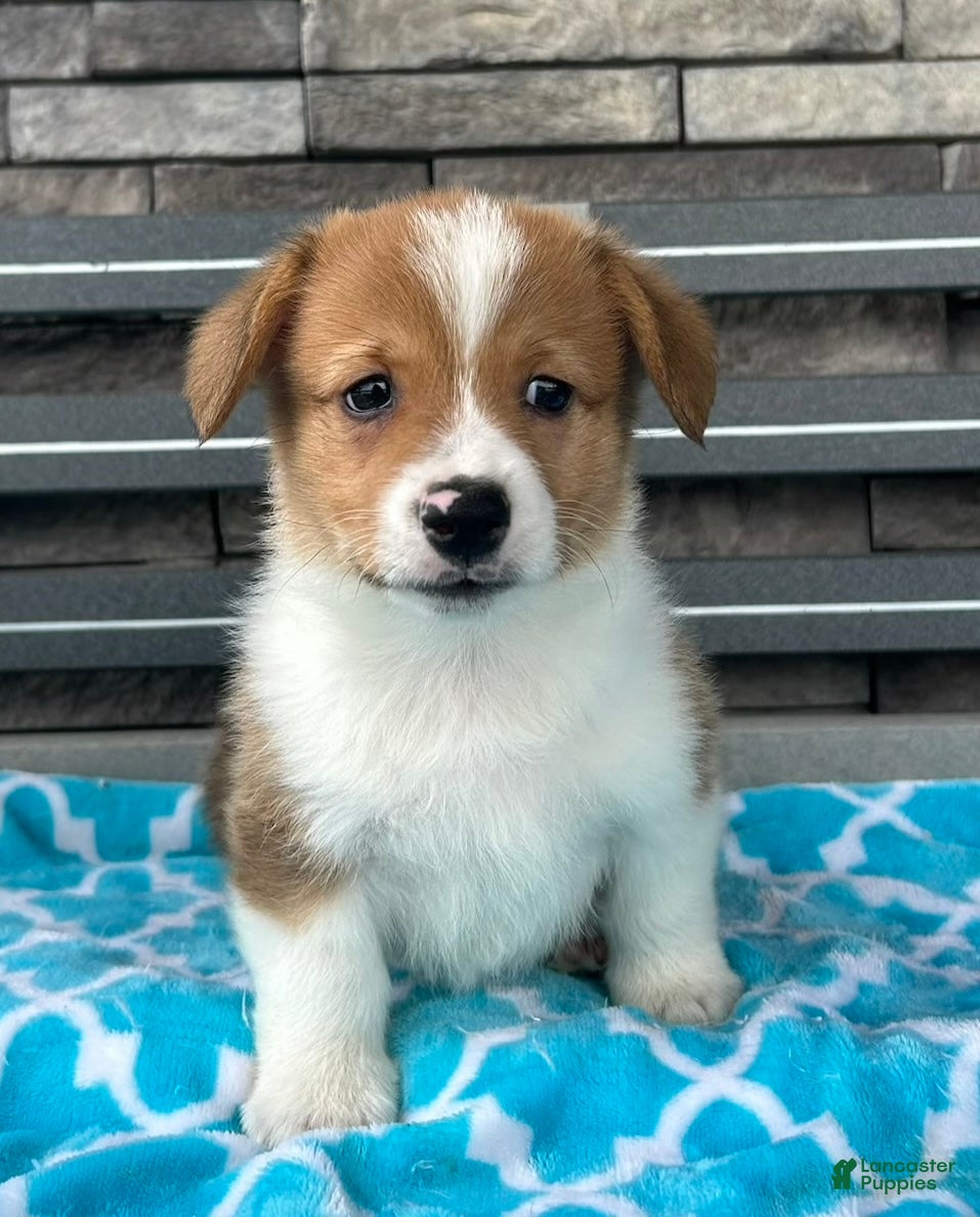 Welsh Corgi Pembroke dogs Blaise Welsh Corgi Pembroke Puppy  - Ad 2