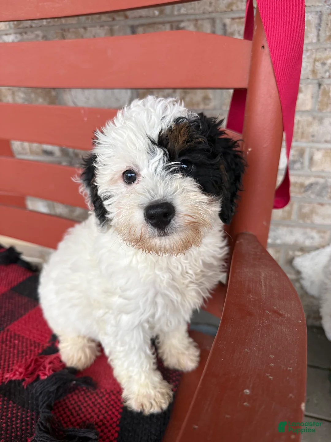 Mini Bernedoodle dogs for sale: Oreo - Ad 1