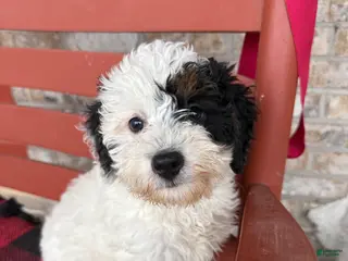 Mini Bernedoodle dogs Oreo - Ad 11