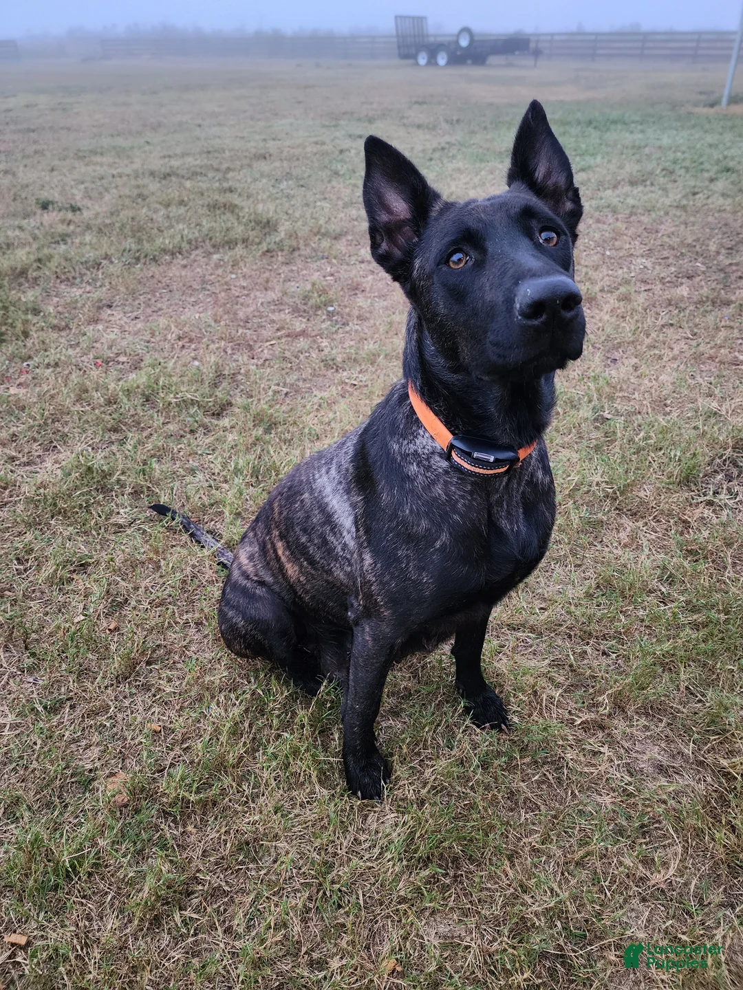 Mixed Breed dogs for sale: Hybrid Purple Collar Female - Ad 2